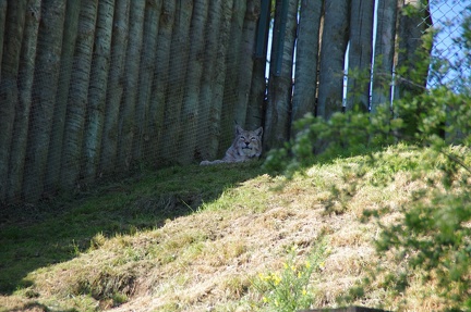 zoo-saint-martin-la-plaine-004