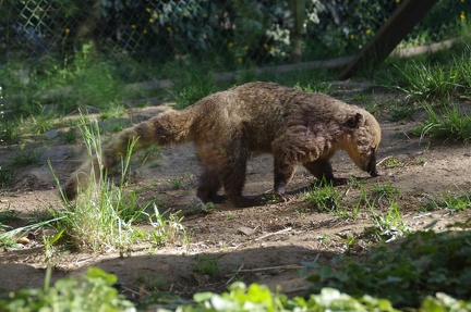 zoo-saint-martin-la-plaine-005