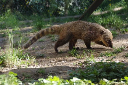 zoo-saint-martin-la-plaine-006