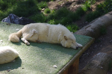 zoo-saint-martin-la-plaine-009