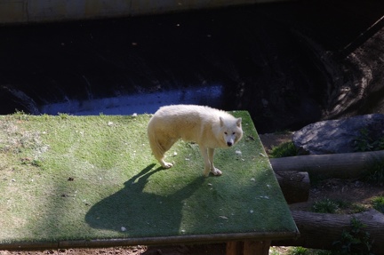 zoo-saint-martin-la-plaine-011