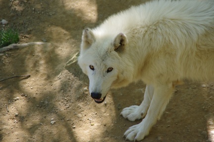 zoo-saint-martin-la-plaine-014