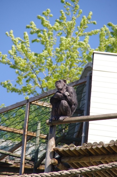 zoo-saint-martin-la-plaine-125