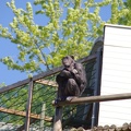 zoo-saint-martin-la-plaine-125