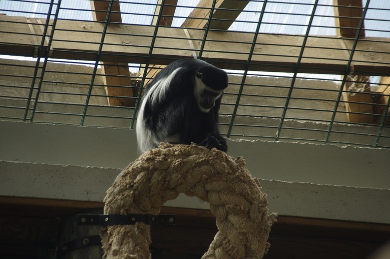 zoo-saint-martin-la-plaine-228