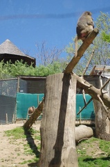 zoo-saint-martin-la-plaine-307