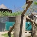 zoo-saint-martin-la-plaine-307