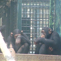 ZooParc de Beauval - Chimpanzes
