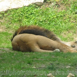 ZooParc de Beauval - Lions