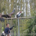 ZooParc de Beauval 011