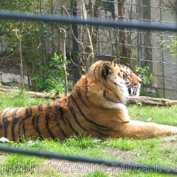 ZooParc de Beauval - Tigres