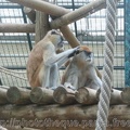 ZooParc de Beauval 012