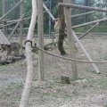 ZooParc de Beauval 019