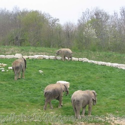 ZooParc de Beauval - elephants