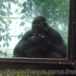 ZooParc de Beauval - gorilles