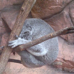 ZooParc de Beauval - koalas