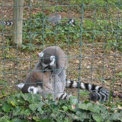 ZooParc de Beauval - les lemuriens