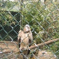 ZooParc de Beauval 005