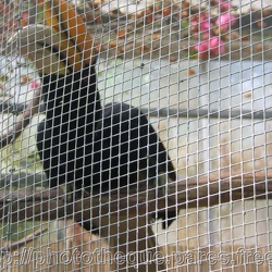 ZooParc de Beauval - les oiseaux et rapaces