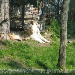 ZooParc de Beauval - tigres blancs