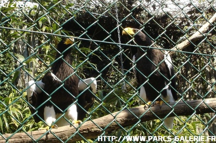 ZooParc de Beauval 049