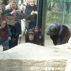 ZooParc de Beauval - Le bebe chimpanze