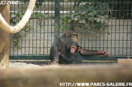 ZooParc de Beauval 006