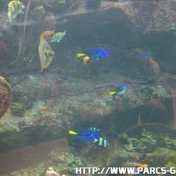 ZooParc de Beauval - Les aquariums