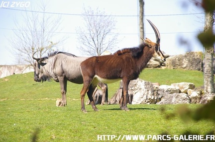 ZooParc de Beauval 006
