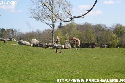 ZooParc de Beauval 014