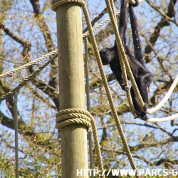 ZooParc de Beauval - Les autres singes