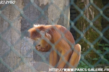ZooParc de Beauval 018