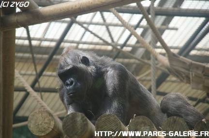 ZooParc de Beauval 021
