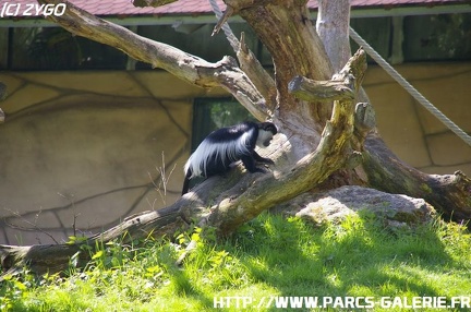 ZooParc de Beauval 022