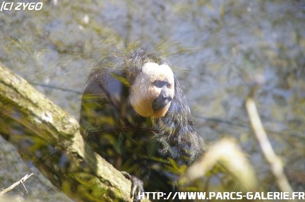 ZooParc de Beauval 026