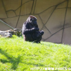 ZooParc de Beauval - Les bebes gorilles