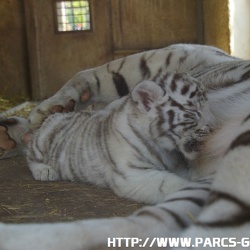 ZooParc de Beauval - Les bebes tigres blancs