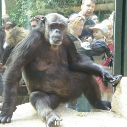 ZooParc de Beauval - Les chimpanzes