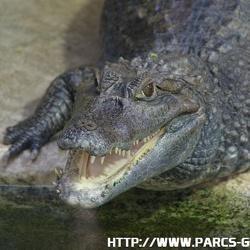 ZooParc de Beauval - Les crocodiles