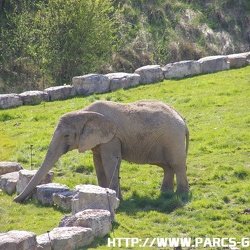 ZooParc de Beauval - Les elephants