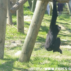 ZooParc de Beauval - Les gibons