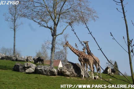 ZooParc de Beauval 010