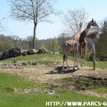 ZooParc de Beauval 011