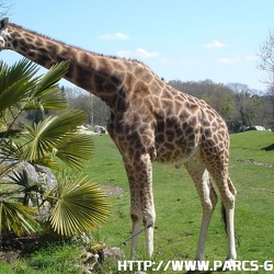 ZooParc de Beauval - Les girafes