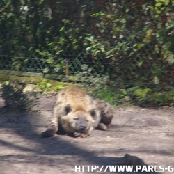 ZooParc de Beauval - Les hyenes