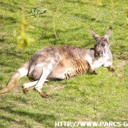 ZooParc de Beauval - Les kangourous