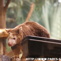 ZooParc de Beauval - Les kangouroux arboricoles