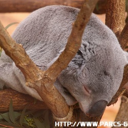 ZooParc de Beauval - Les koalas