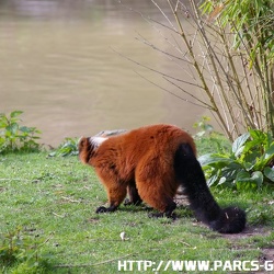 ZooParc de Beauval - Les lemuriens