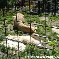 ZooParc de Beauval - Les lions